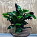 Pisces Enterprises One Only Anubias 'Paco' on Large Driftwood Creation - ONE ONLY Anubias Paco on Large Driftwood - One Only Scapeshop Australia