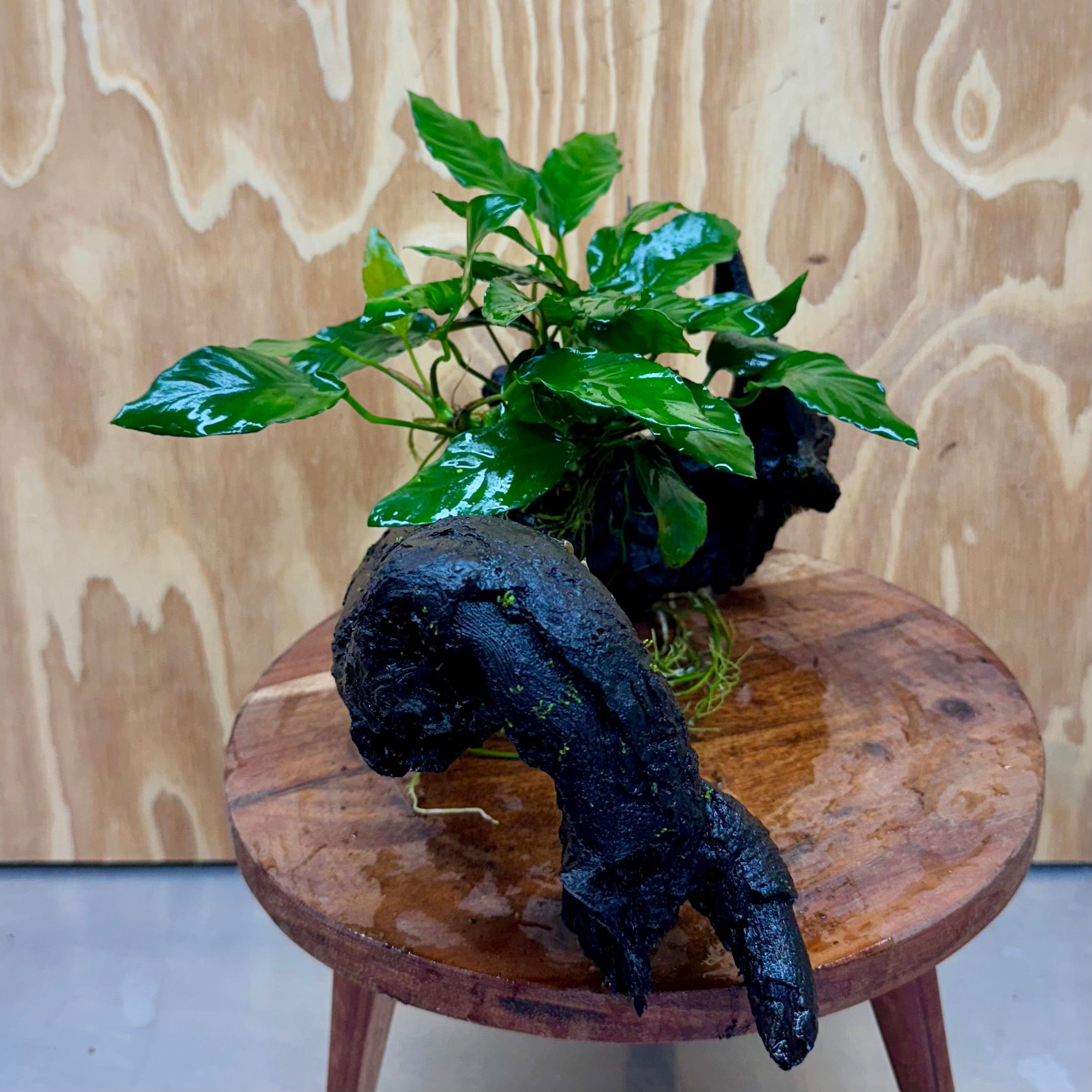 Pisces Enterprises One Only Anubias 'Paco' on Large Driftwood Creation - ONE ONLY (B) Anubias Paco on Large Driftwood - One Only (B) Scapeshop Australia