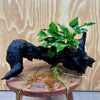 Pisces Enterprises One Only Anubias 'Paco' on Large Driftwood Creation - ONE ONLY (B) Anubias Paco on Large Driftwood - One Only (B) Scapeshop Australia