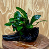 Scapeshop.com.au One Only Anubias Paco on Medium Driftwood Creation - One Only - Bold Anubias Nana on Medium Driftwood - One Only - Aquarium Plants Australia