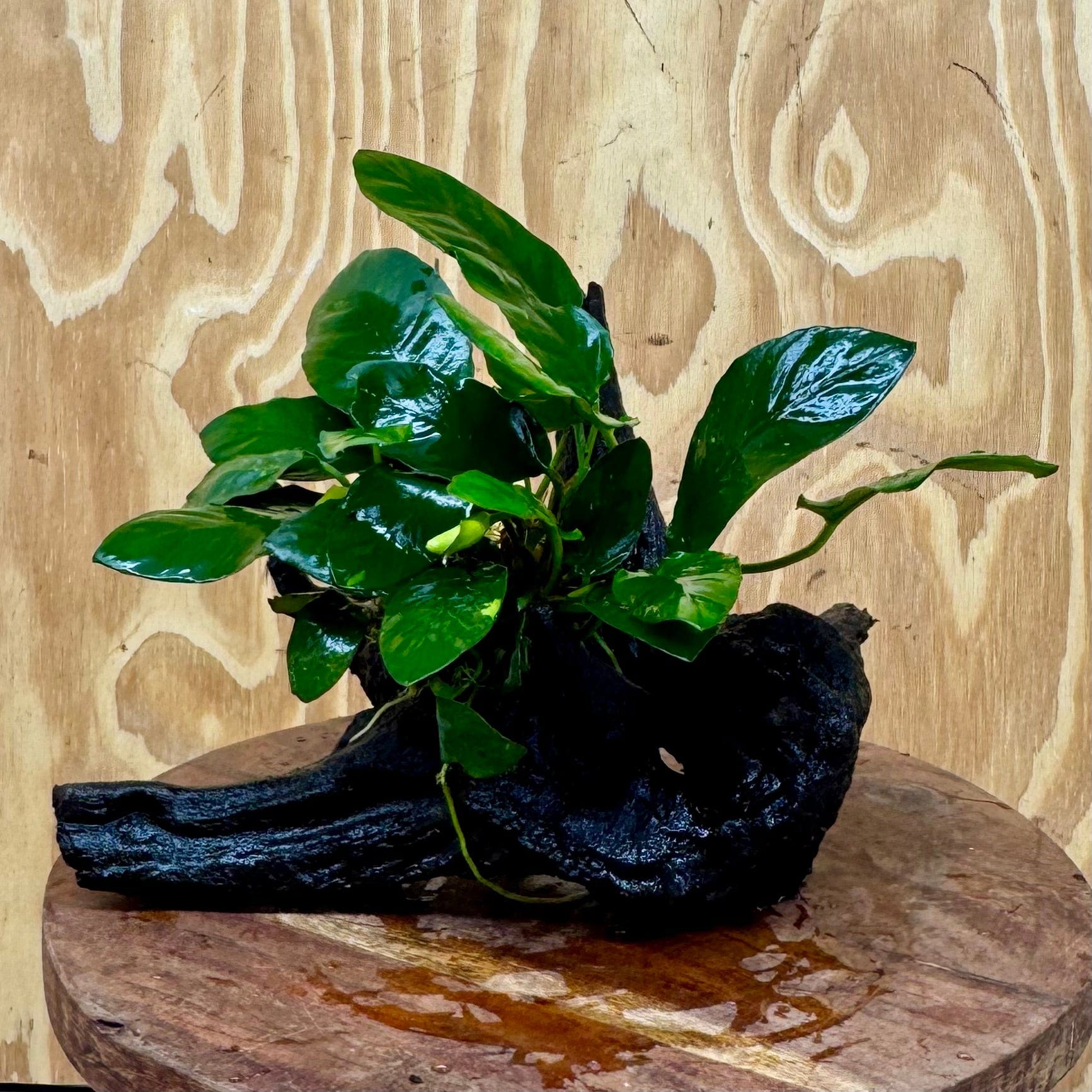 Scapeshop.com.au One Only Anubias Paco on Medium Driftwood Creation - One Only - Bold Anubias Nana on Medium Driftwood - One Only - Aquarium Plants Australia