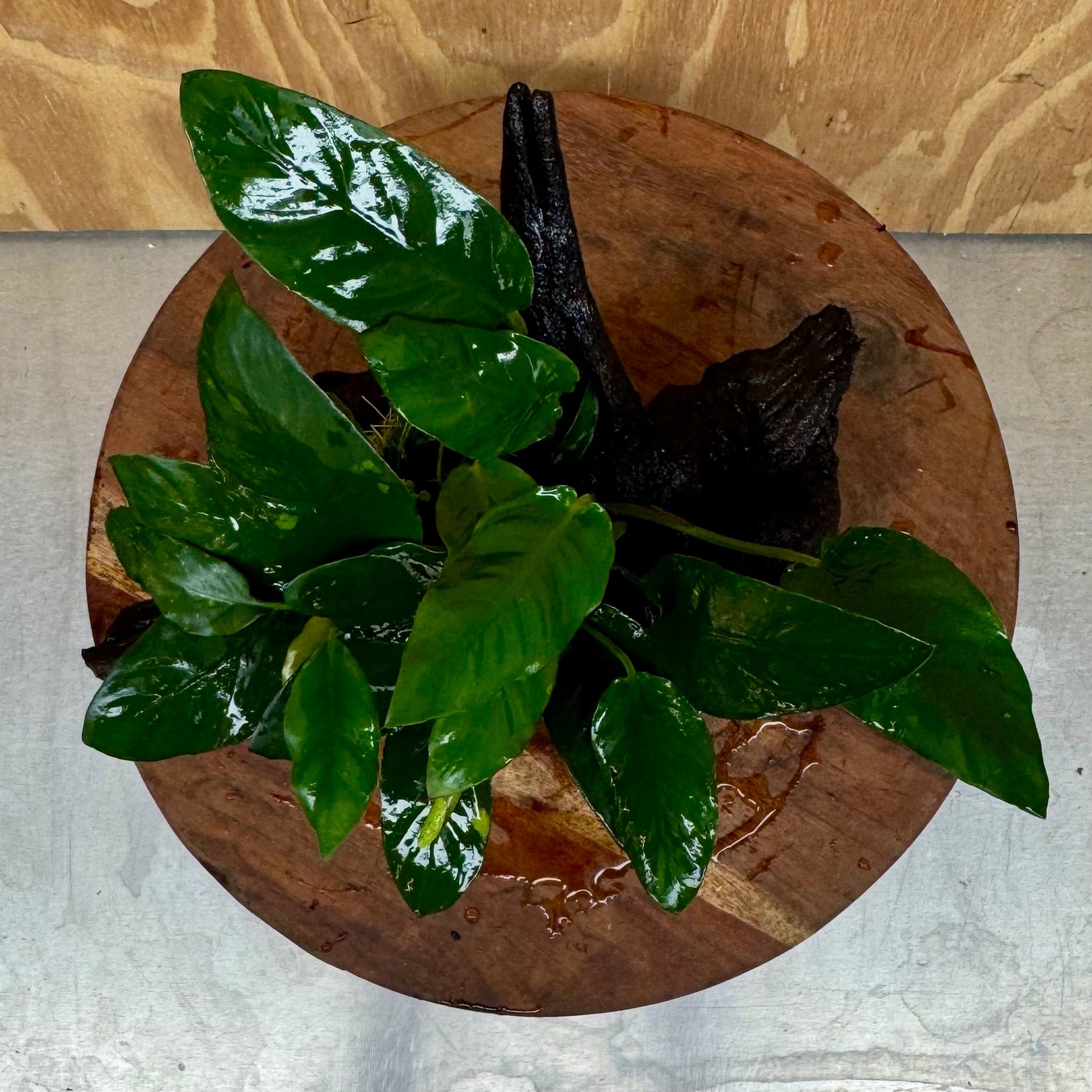 Scapeshop.com.au One Only Anubias Paco on Medium Driftwood Creation - One Only - Bold Anubias Nana on Medium Driftwood - One Only - Aquarium Plants Australia