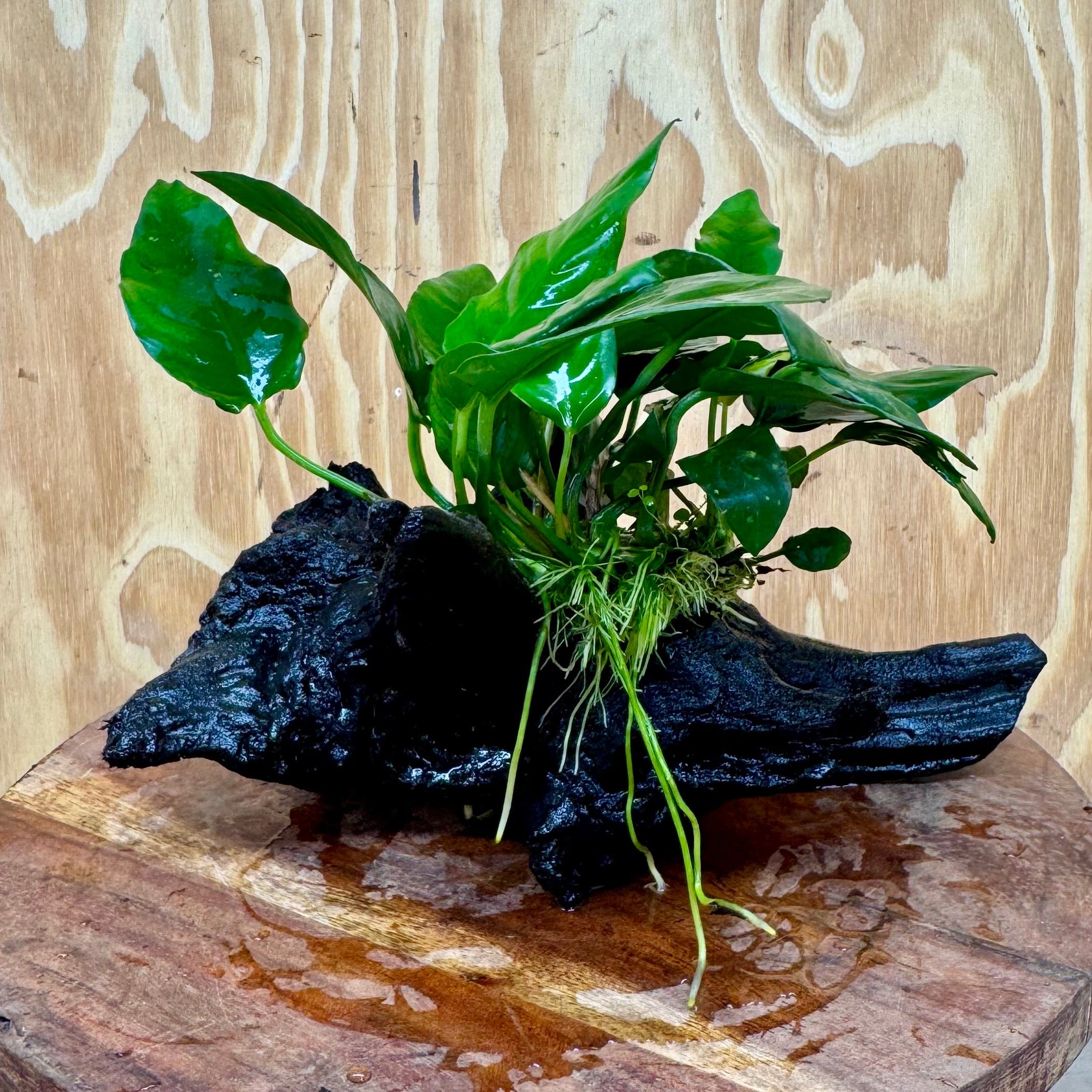 Scapeshop.com.au One Only Anubias Paco on Medium Driftwood Creation - One Only - Bold Anubias Nana on Medium Driftwood - One Only - Aquarium Plants Australia