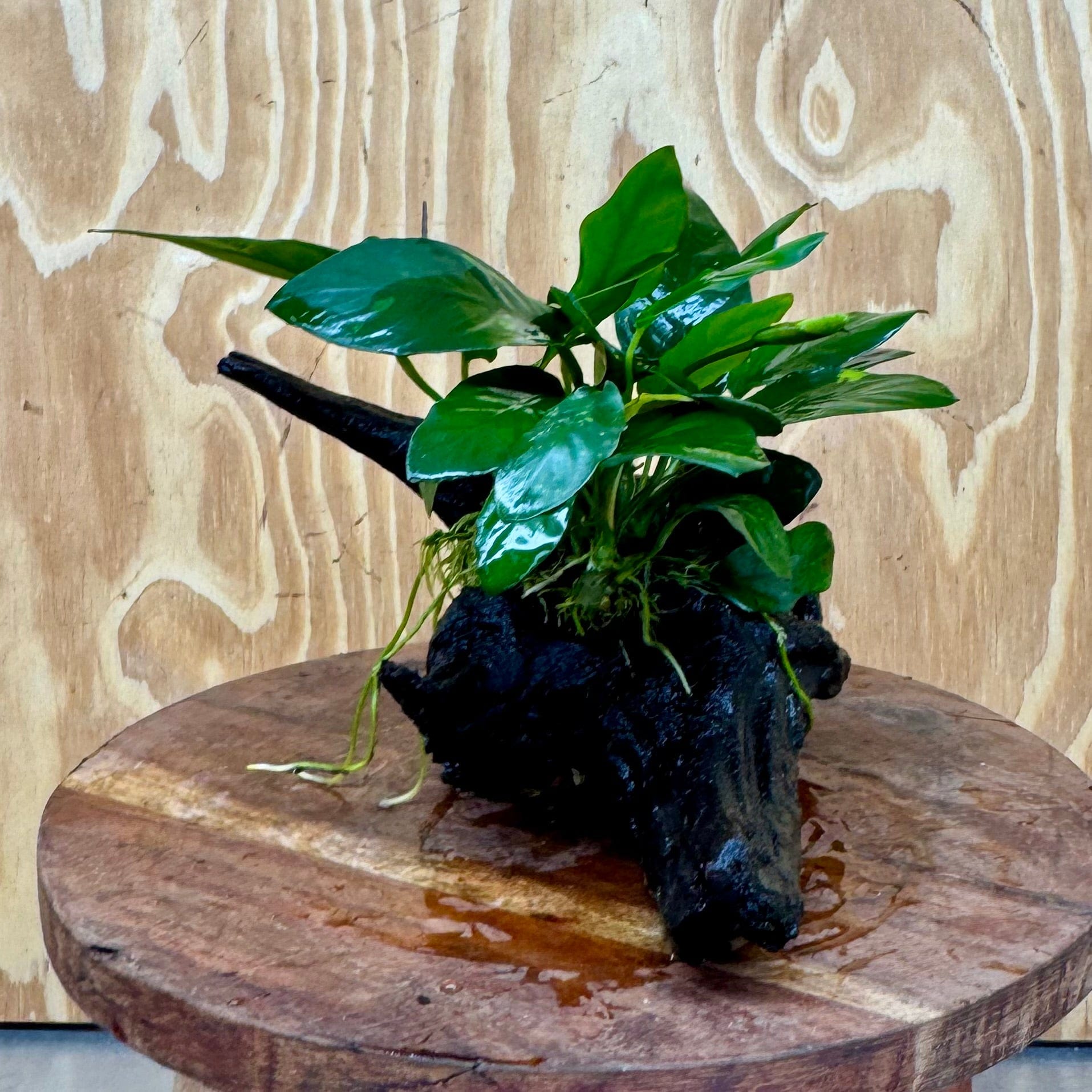 Scapeshop.com.au One Only Anubias Paco on Medium Driftwood Creation - One Only - Bold Anubias Nana on Medium Driftwood - One Only - Aquarium Plants Australia