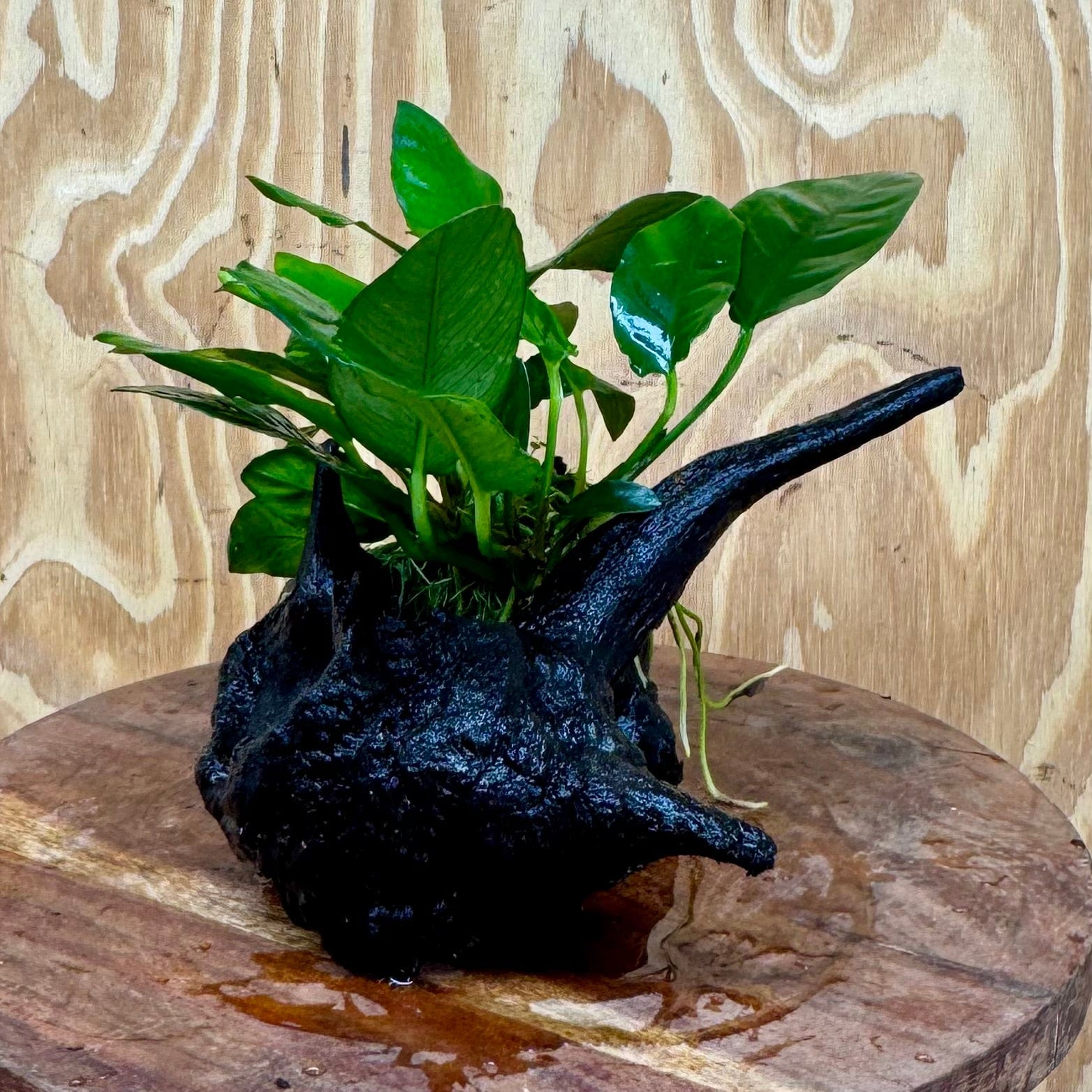 Scapeshop.com.au One Only Anubias Paco on Medium Driftwood Creation - One Only - Bold Anubias Nana on Medium Driftwood - One Only - Aquarium Plants Australia