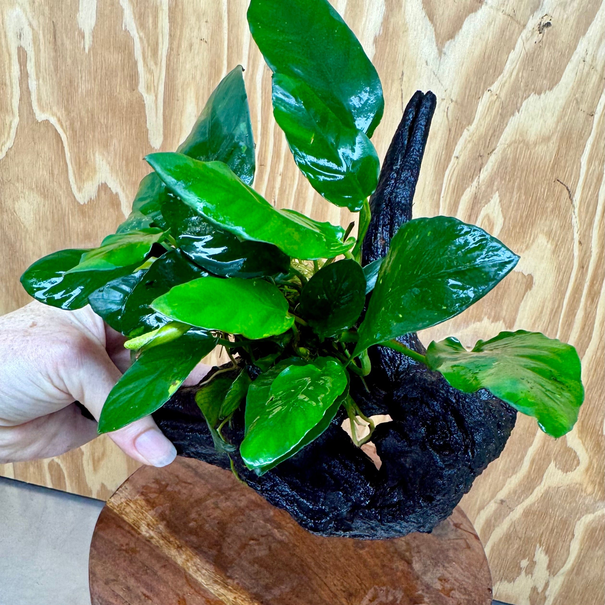 Scapeshop.com.au One Only Anubias Paco on Medium Driftwood Creation - One Only - Bold Anubias Nana on Medium Driftwood - One Only - Aquarium Plants Australia