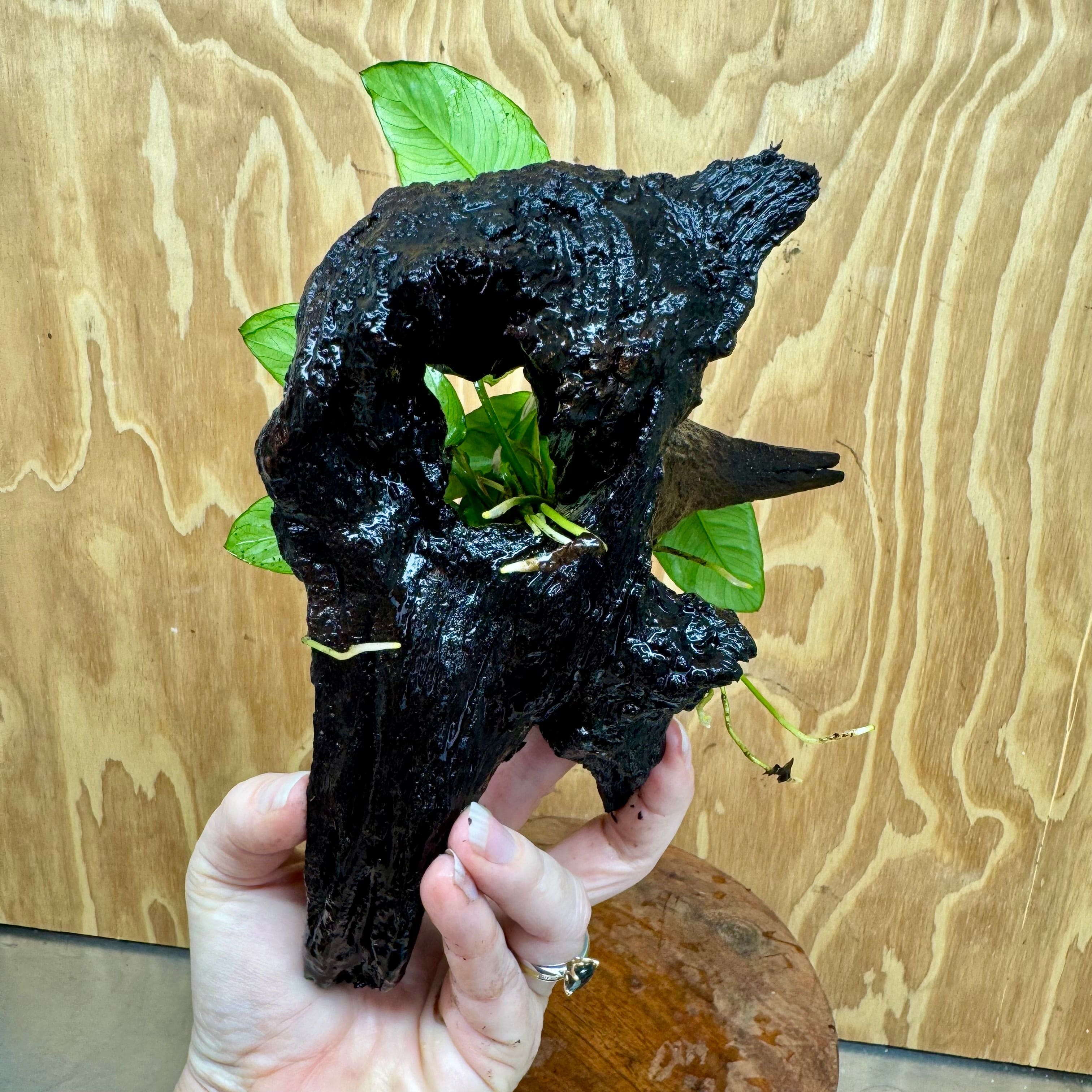 Scapeshop.com.au One Only Anubias Paco on Medium Driftwood Creation - One Only - Bold Anubias Nana on Medium Driftwood - One Only - Aquarium Plants Australia