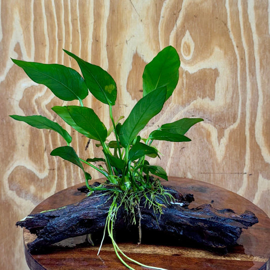 Scapeshop.com.au One Only Anubias Paco on Medium Driftwood Creation - One Only - Bold Anubias Nana on Medium Driftwood - One Only - Aquarium Plants Australia
