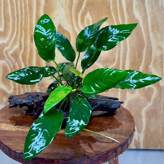 Scapeshop.com.au One Only Anubias Paco on Medium Driftwood Creation - One Only - Bold Anubias Nana on Medium Driftwood - One Only - Aquarium Plants Australia
