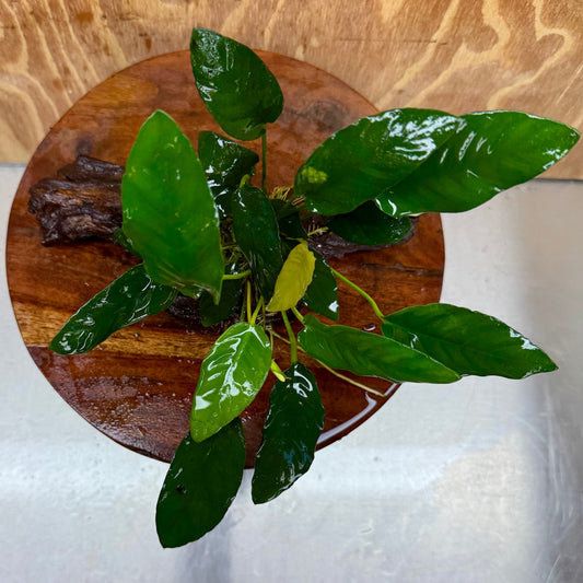 Scapeshop.com.au One Only Anubias Paco on Medium Driftwood Creation - One Only - Bold Anubias Nana on Medium Driftwood - One Only - Aquarium Plants Australia