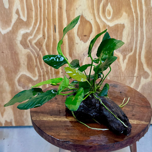 Scapeshop.com.au One Only Anubias Paco on Medium Driftwood Creation - One Only - Bold Anubias Nana on Medium Driftwood - One Only - Aquarium Plants Australia