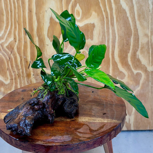Scapeshop.com.au One Only Anubias Paco on Medium Driftwood Creation - One Only - Bold Anubias Nana on Medium Driftwood - One Only - Aquarium Plants Australia
