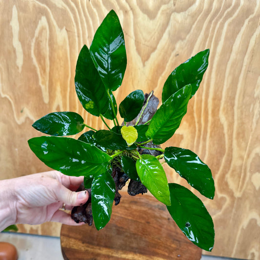 Scapeshop.com.au One Only Anubias Paco on Medium Driftwood Creation - One Only - Bold Anubias Nana on Medium Driftwood - One Only - Aquarium Plants Australia