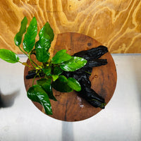 Scapeshop.com.au One Only Anubias Paco on Medium Driftwood Creation - One Only - Bold Anubias Afzelli OT on Medium Driftwood - One Only - Aquarium Plants Australia