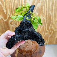Scapeshop.com.au One Only Anubias Paco on Medium Driftwood Creation - One Only - Bold Anubias Afzelli OT on Medium Driftwood - One Only - Aquarium Plants Australia