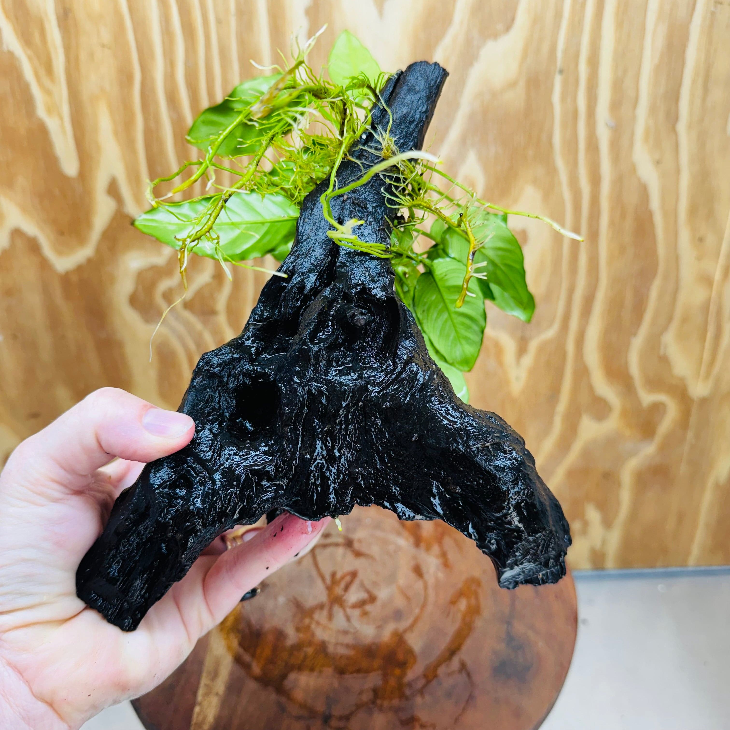 Scapeshop.com.au One Only Anubias Paco on Medium Driftwood Creation - One Only - Bold Anubias Afzelli OT on Medium Driftwood - One Only - Aquarium Plants Australia