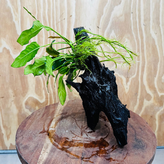 Scapeshop.com.au One Only Anubias Paco on Medium Driftwood Creation - One Only - Bold Anubias Afzelli OT on Medium Driftwood - One Only - Aquarium Plants Australia