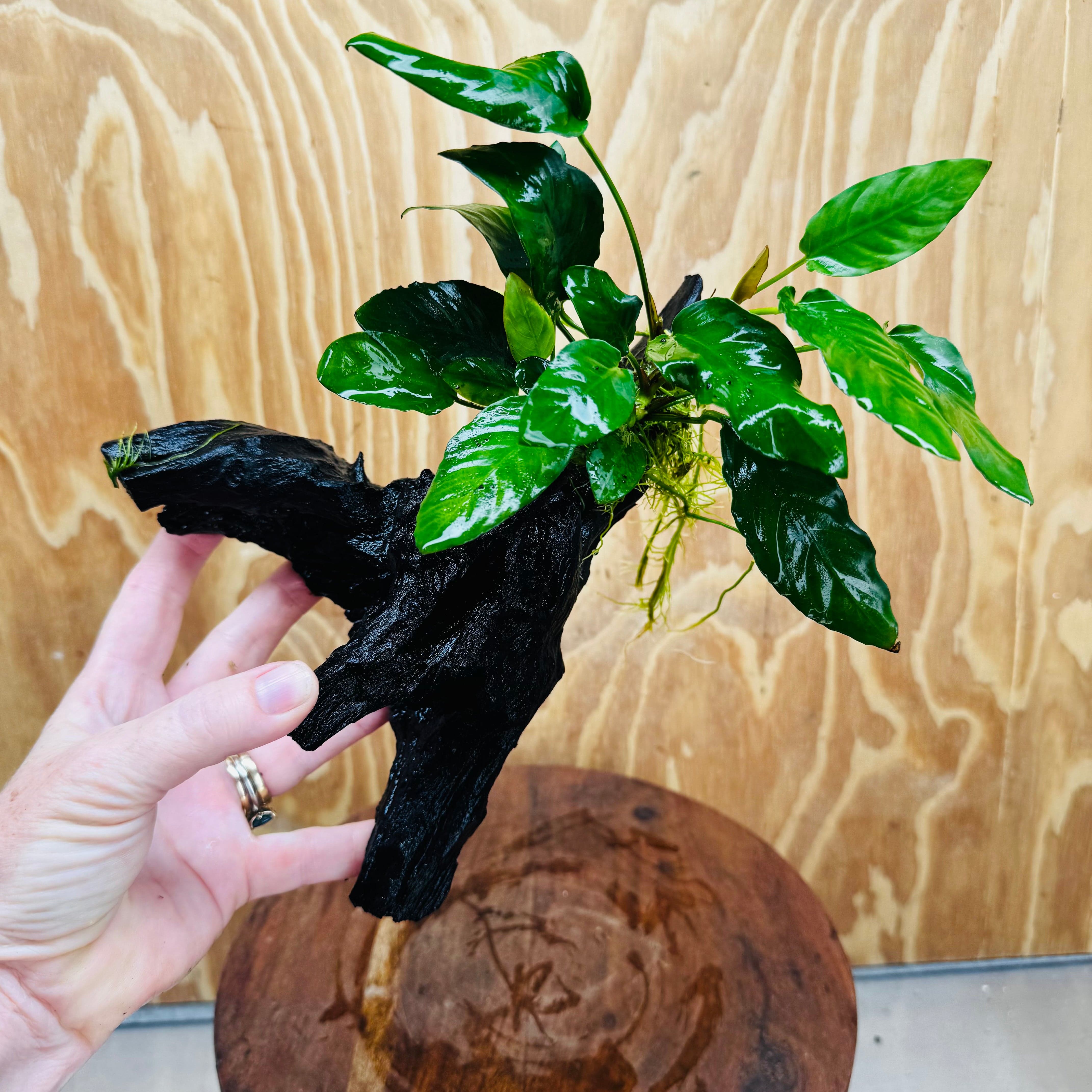 Scapeshop.com.au One Only Anubias Paco on Medium Driftwood Creation - One Only - Bold Anubias Afzelli OT on Medium Driftwood - One Only - Aquarium Plants Australia