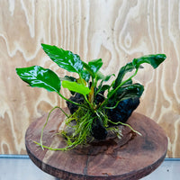 Scapeshop.com.au One Only Anubias Paco on Medium Driftwood Creation - One Only - Bold Anubias Afzelli OT on Medium Driftwood - One Only - Aquarium Plants Australia