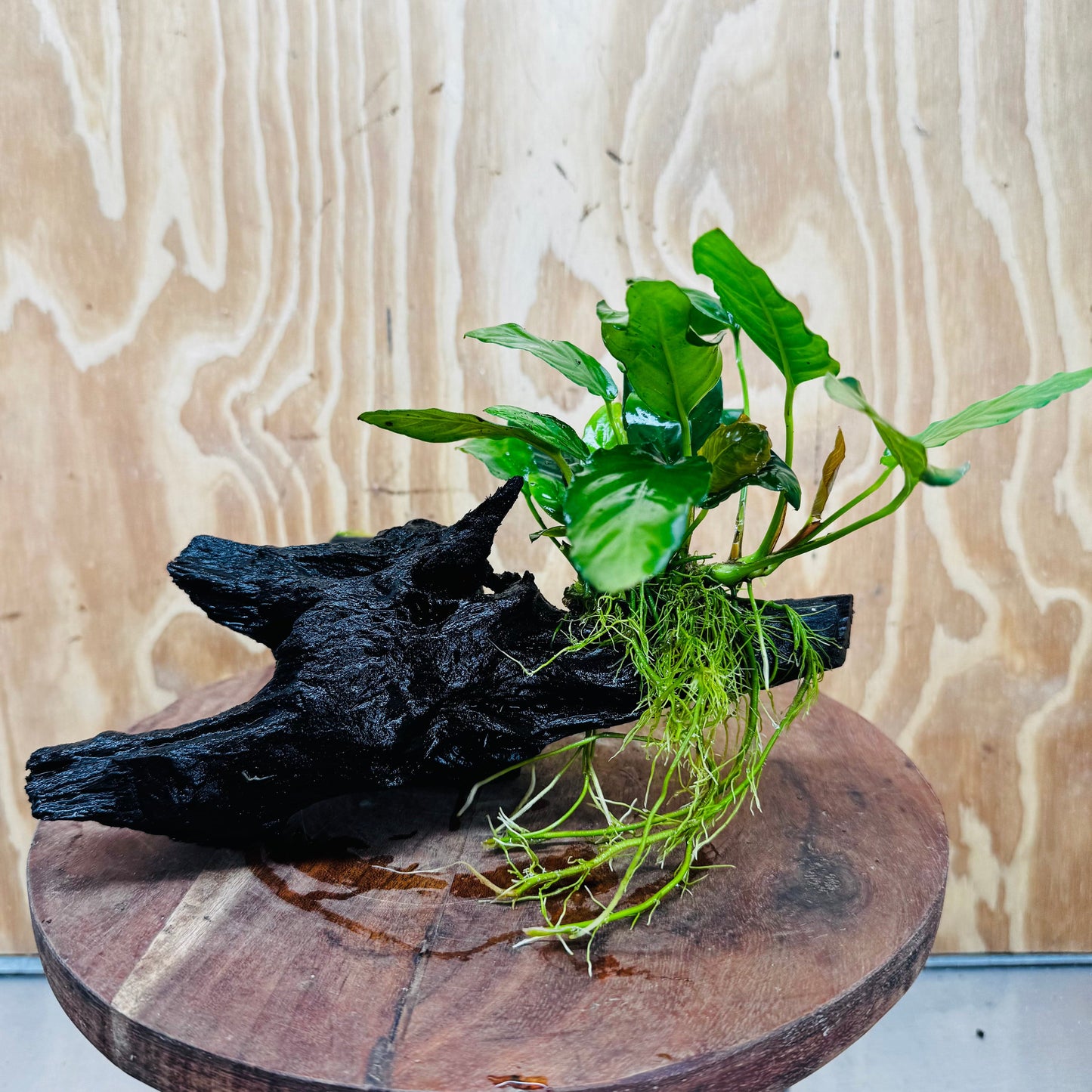Scapeshop.com.au One Only Anubias Paco on Medium Driftwood Creation - One Only - Bold Anubias Afzelli OT on Medium Driftwood - One Only - Aquarium Plants Australia