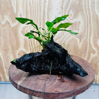 Scapeshop.com.au One Only Anubias Paco on Medium Driftwood Creation - One Only - Bold Anubias Afzelli OT on Medium Driftwood - One Only - Aquarium Plants Australia