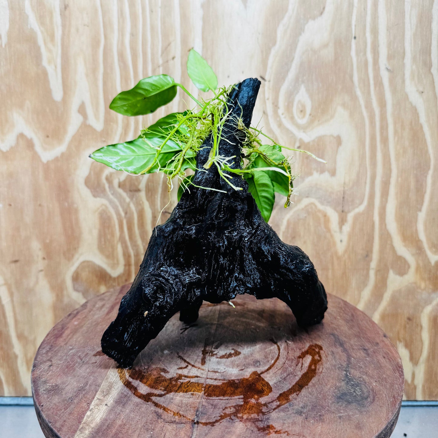 Scapeshop.com.au One Only Anubias Paco on Medium Driftwood Creation - One Only - Bold Anubias Afzelli OT on Medium Driftwood - One Only - Aquarium Plants Australia