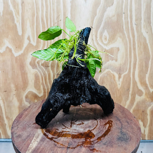 Scapeshop.com.au One Only Anubias Paco on Medium Driftwood Creation - One Only - Bold Anubias Afzelli OT on Medium Driftwood - One Only - Aquarium Plants Australia