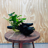 Scapeshop.com.au One Only Anubias Paco on Medium Driftwood Creation - One Only - Bold Anubias Afzelli OT on Medium Driftwood - One Only - Aquarium Plants Australia