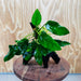 Scapeshop.com.au One Only Anubias Paco on Medium Driftwood Creation - One Only - Bold Anubias Afzelli OT on Medium Driftwood - One Only - Aquarium Plants Australia