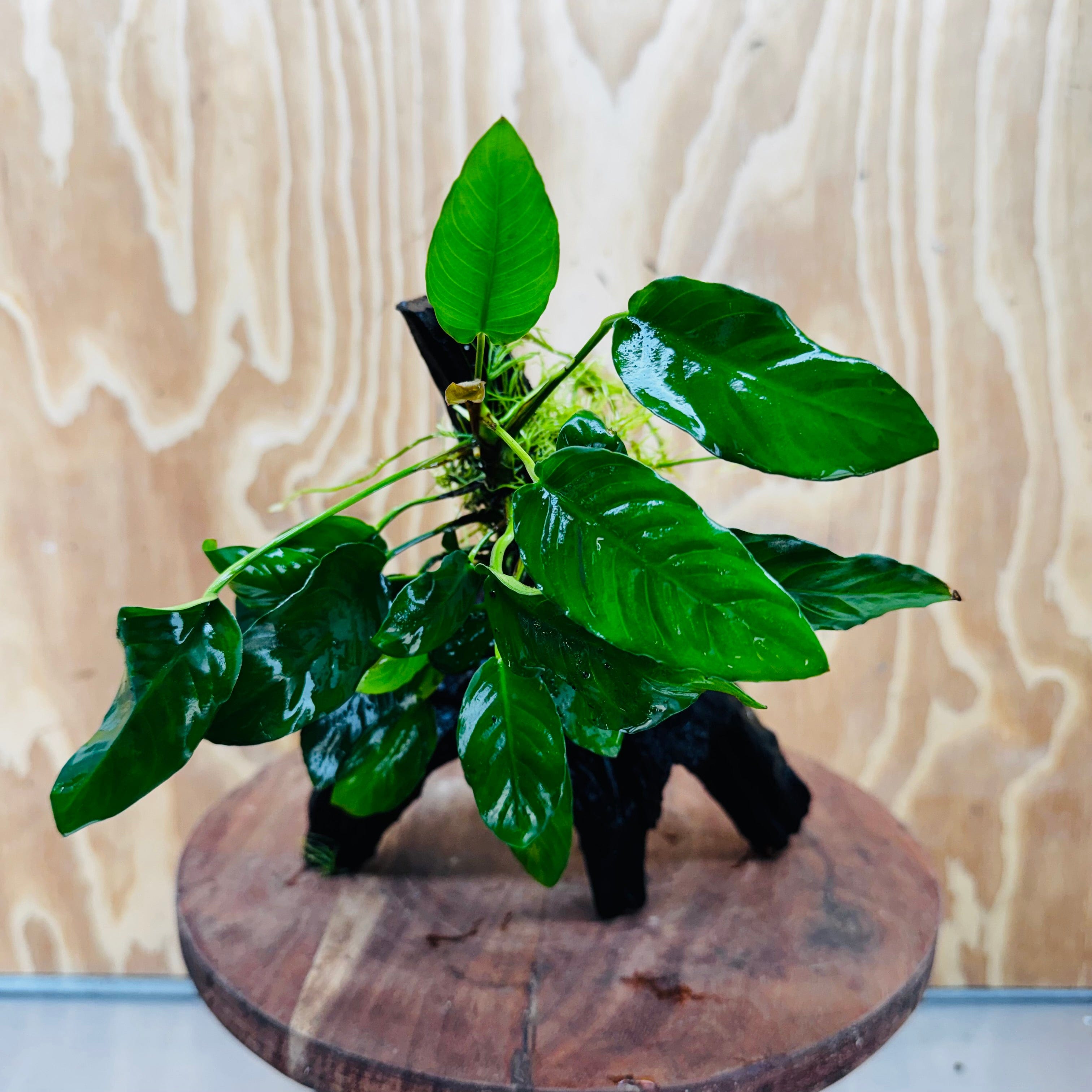Scapeshop.com.au One Only Anubias Paco on Medium Driftwood Creation - One Only - Bold Anubias Afzelli OT on Medium Driftwood - One Only - Aquarium Plants Australia