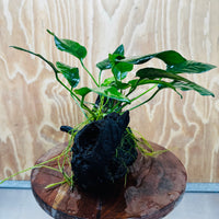Scapeshop.com.au One Only Anubias Paco on Medium Driftwood Creation - One Only - Bold Anubias Afzelli OT on Medium Driftwood - One Only - Aquarium Plants Australia