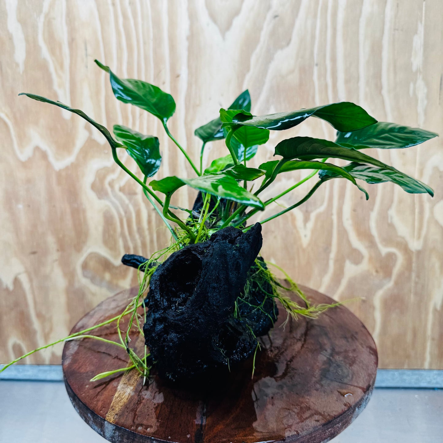 Scapeshop.com.au One Only Anubias Paco on Medium Driftwood Creation - One Only - Bold Anubias Afzelli OT on Medium Driftwood - One Only - Aquarium Plants Australia