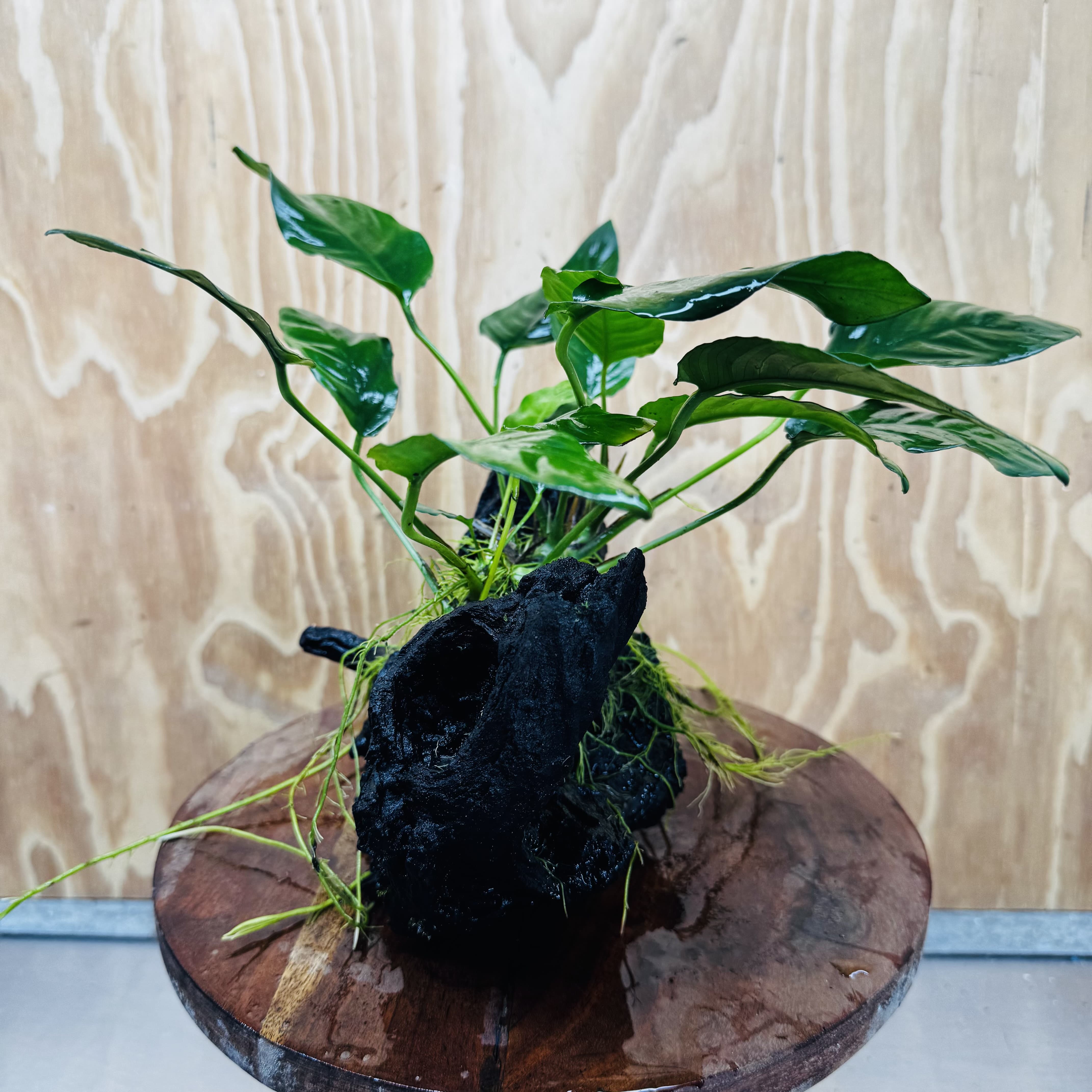 Scapeshop.com.au One Only Anubias Paco on Medium Driftwood Creation - One Only - Bold Anubias Afzelli OT on Medium Driftwood - One Only - Aquarium Plants Australia