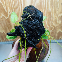 Scapeshop.com.au One Only Anubias Paco on Medium Driftwood Creation - One Only - Bold Anubias Afzelli OT on Medium Driftwood - One Only - Aquarium Plants Australia
