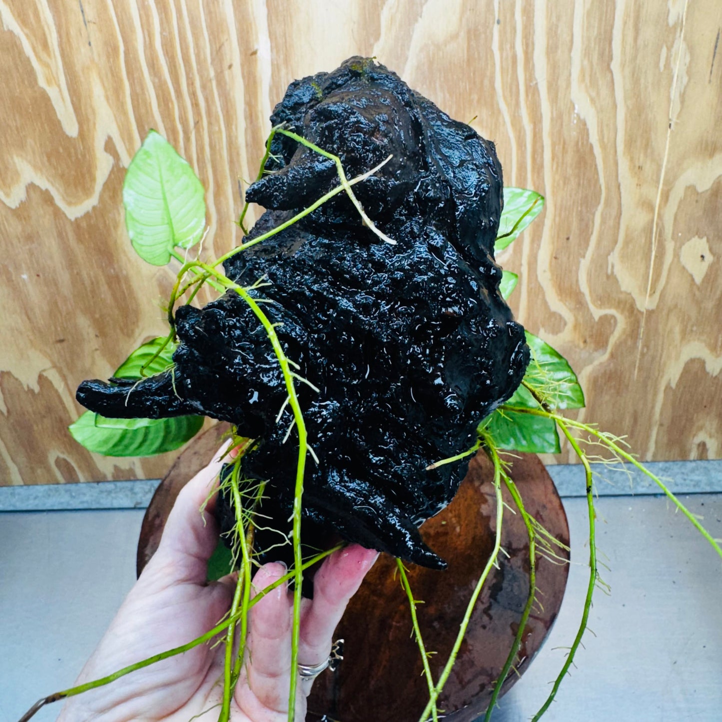 Scapeshop.com.au One Only Anubias Paco on Medium Driftwood Creation - One Only - Bold Anubias Afzelli OT on Medium Driftwood - One Only - Aquarium Plants Australia