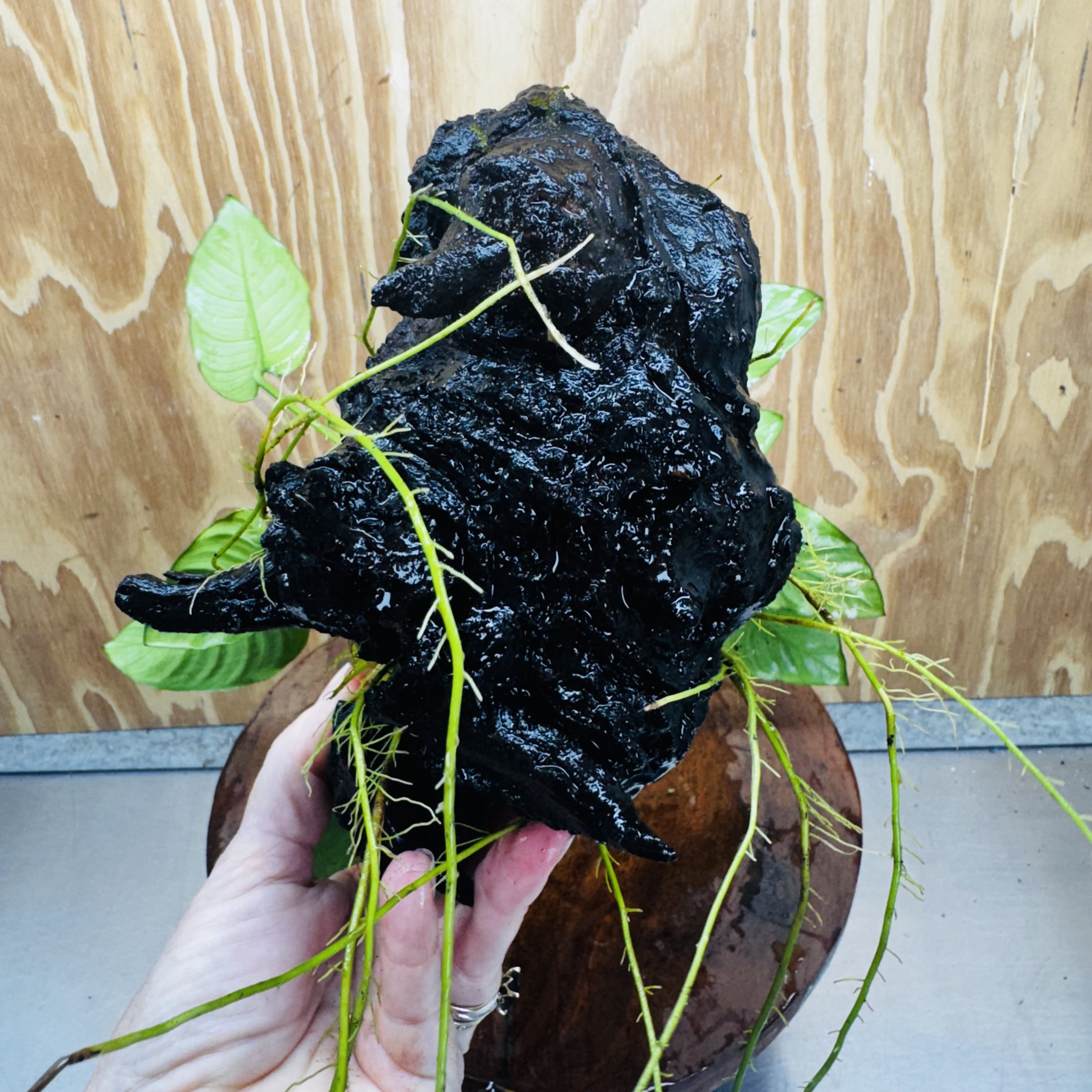 Scapeshop.com.au One Only Anubias Paco on Medium Driftwood Creation - One Only - Bold Anubias Afzelli OT on Medium Driftwood - One Only - Aquarium Plants Australia