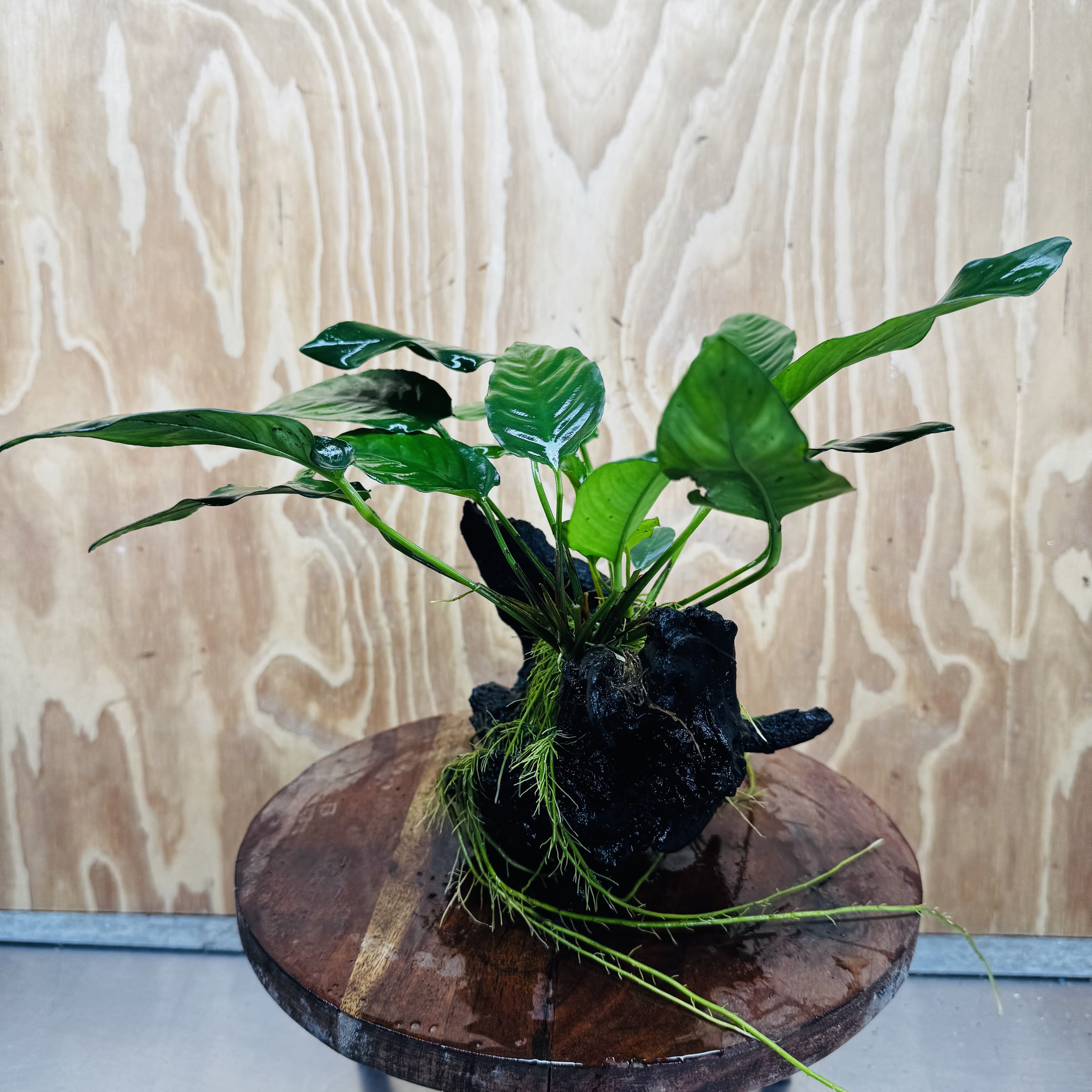 Scapeshop.com.au One Only Anubias Paco on Medium Driftwood Creation - One Only - Bold Anubias Afzelli OT on Medium Driftwood - One Only - Aquarium Plants Australia