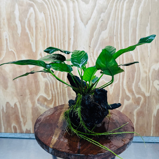 Scapeshop.com.au One Only Anubias Paco on Medium Driftwood Creation - One Only - Bold Anubias Afzelli OT on Medium Driftwood - One Only - Aquarium Plants Australia
