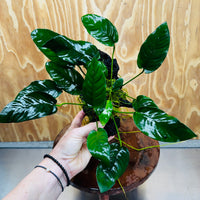 Scapeshop.com.au One Only Anubias Paco on Medium Driftwood Creation - One Only - Bold Anubias Afzelli OT on Medium Driftwood - One Only - Aquarium Plants Australia