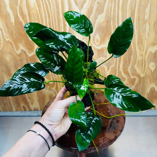Scapeshop.com.au One Only Anubias Paco on Medium Driftwood Creation - One Only - Bold Anubias Afzelli OT on Medium Driftwood - One Only - Aquarium Plants Australia