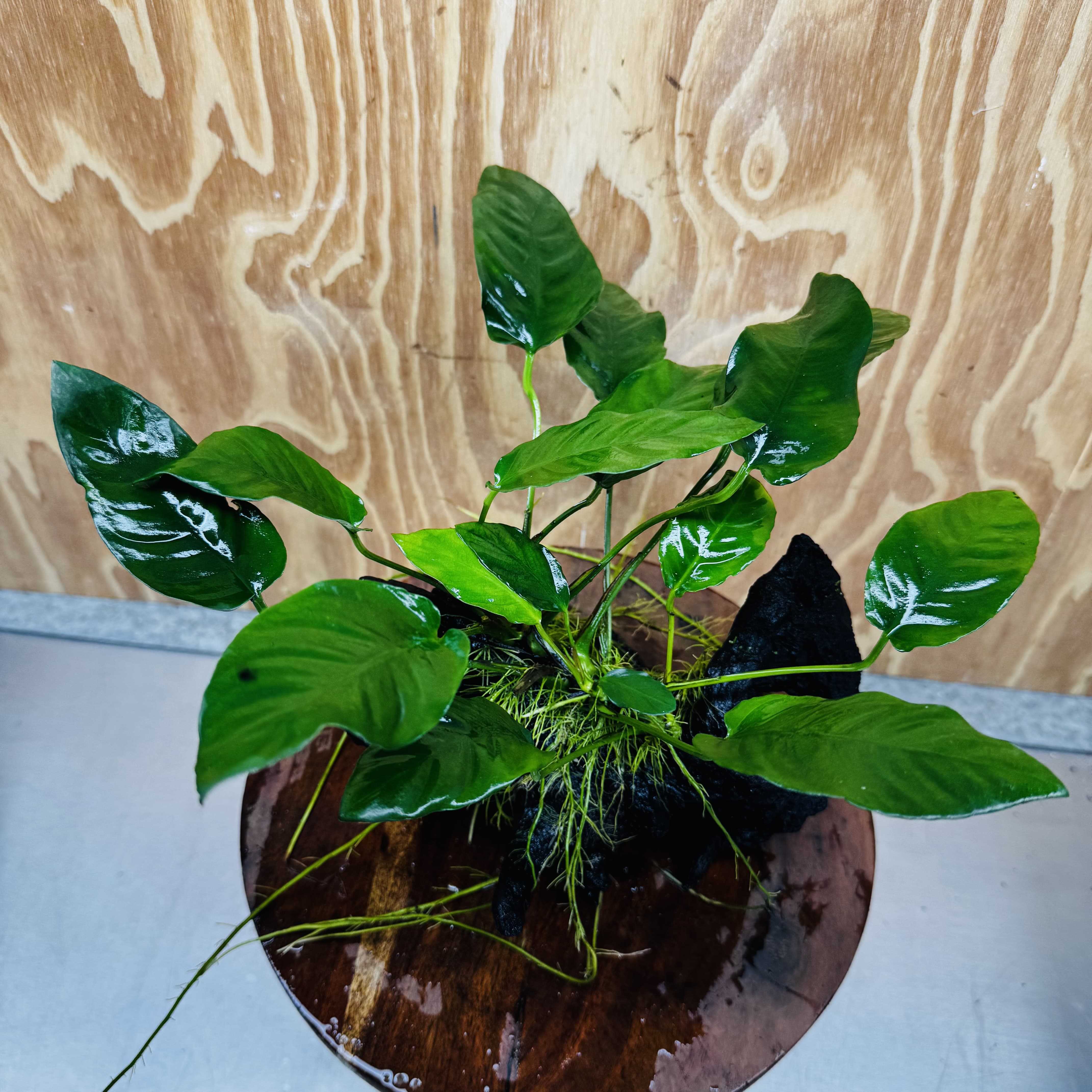 Scapeshop.com.au One Only Anubias Paco on Medium Driftwood Creation - One Only - Bold Anubias Afzelli OT on Medium Driftwood - One Only - Aquarium Plants Australia