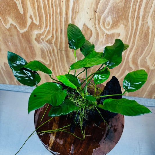 Scapeshop.com.au One Only Anubias Paco on Medium Driftwood Creation - One Only - Bold Anubias Afzelli OT on Medium Driftwood - One Only - Aquarium Plants Australia