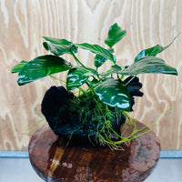 Scapeshop.com.au One Only Anubias Paco on Medium Driftwood Creation - One Only - Bold Anubias Afzelli OT on Medium Driftwood - One Only - Aquarium Plants Australia