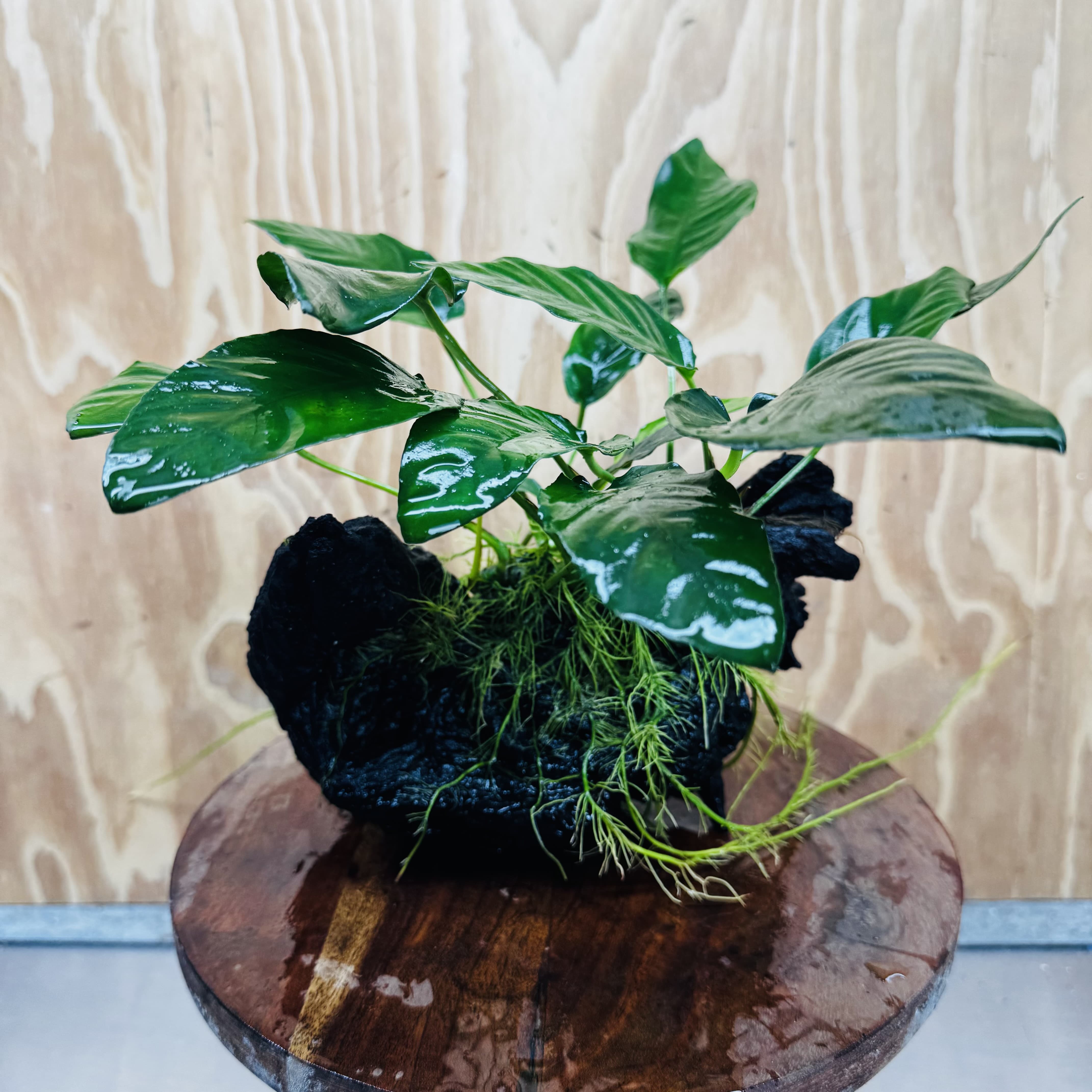 Scapeshop.com.au One Only Anubias Paco on Medium Driftwood Creation - One Only - Bold Anubias Afzelli OT on Medium Driftwood - One Only - Aquarium Plants Australia