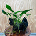 Scapeshop.com.au One Only Anubias Paco on Medium Driftwood Creation - One Only - Bold Anubias Afzelli OT on Medium Driftwood - One Only - Aquarium Plants Australia