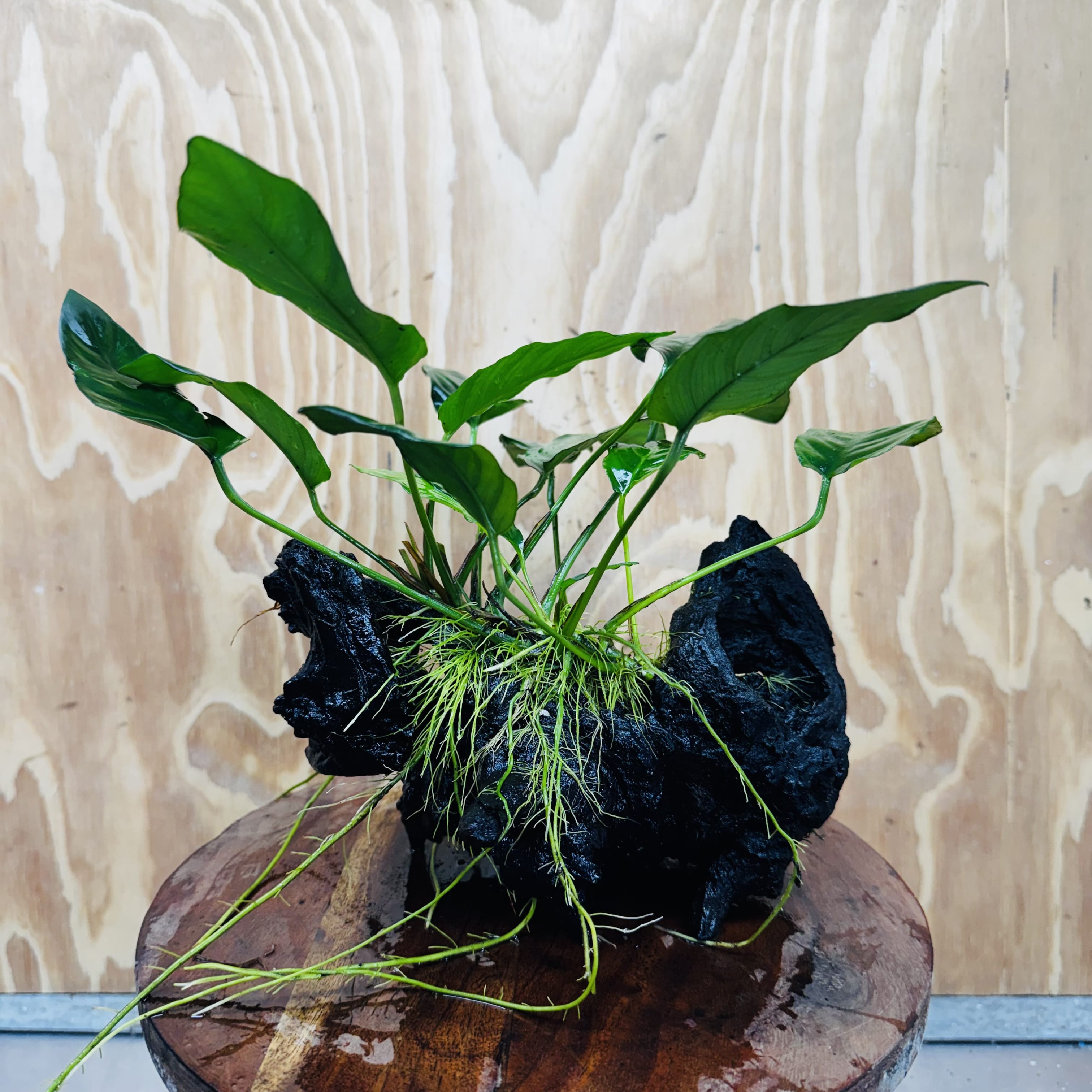 Scapeshop.com.au One Only Anubias Paco on Medium Driftwood Creation - One Only - Bold Anubias Afzelli OT on Medium Driftwood - One Only - Aquarium Plants Australia