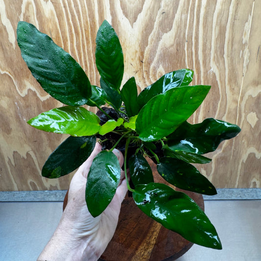 Scapeshop.com.au One Only Anubias Paco on Medium Driftwood Creation - One Only - Bold Anubias Afzelli OT on Medium Driftwood - One Only - Aquarium Plants Australia
