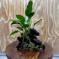 Scapeshop.com.au One Only Anubias Paco on Medium Driftwood Creation - One Only - Bold Anubias Afzelli OT on Medium Driftwood - One Only - Aquarium Plants Australia