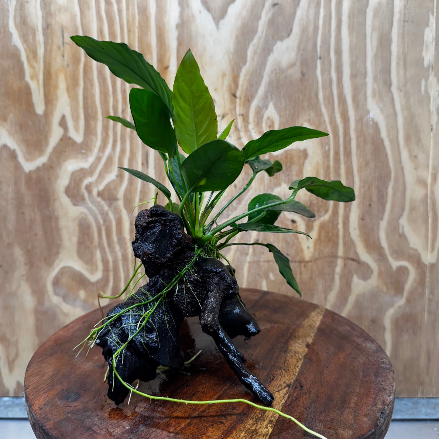 Scapeshop.com.au One Only Anubias Paco on Medium Driftwood Creation - One Only - Bold Anubias Afzelli OT on Medium Driftwood - One Only - Aquarium Plants Australia