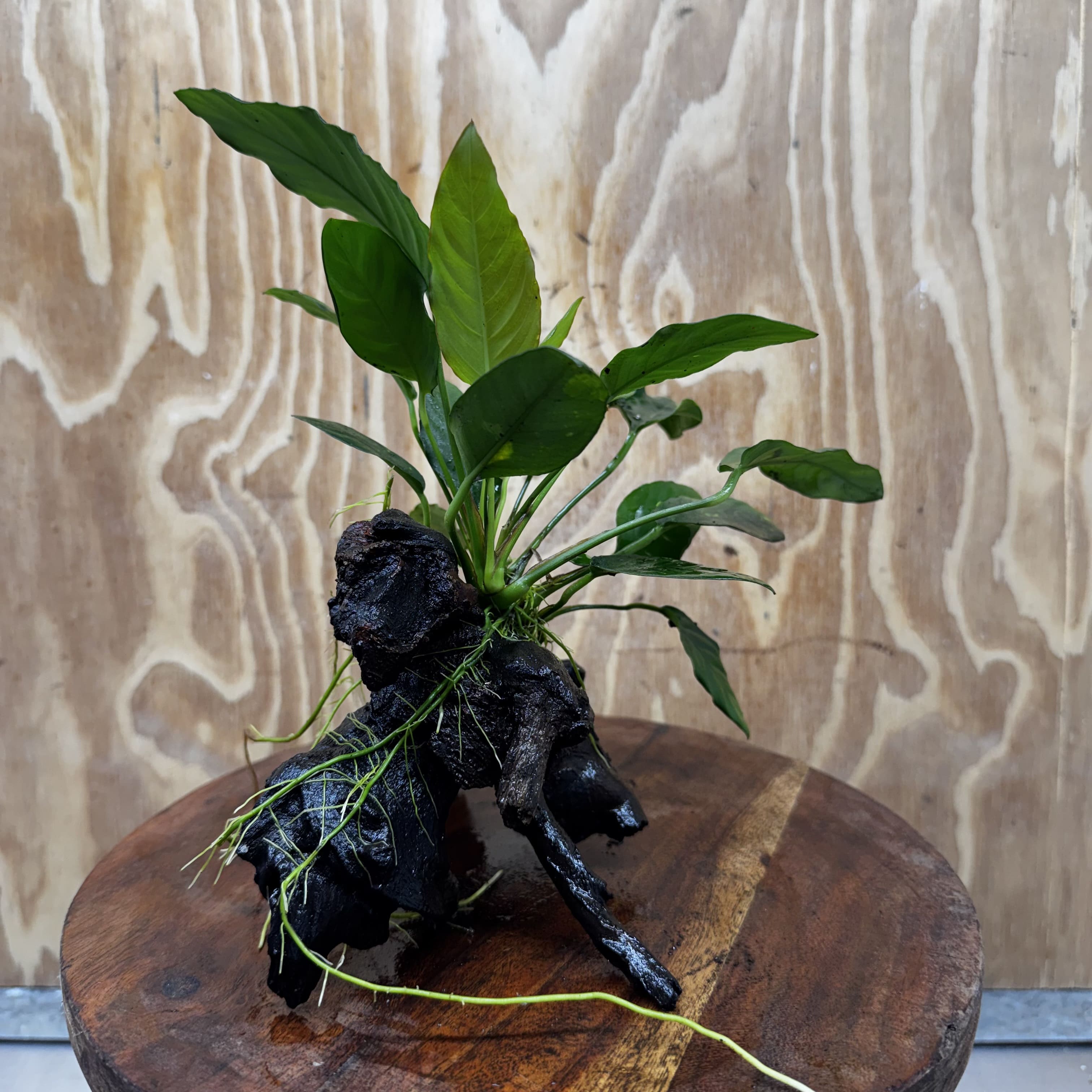 Scapeshop.com.au One Only Anubias Paco on Medium Driftwood Creation - One Only - Bold Anubias Afzelli OT on Medium Driftwood - One Only - Aquarium Plants Australia